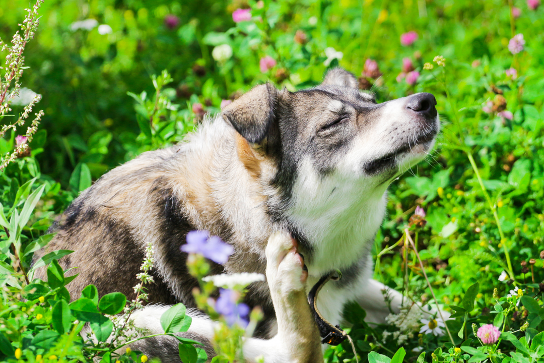 Itchy dog laying on grass scratching his ear.