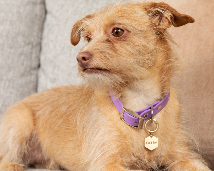 Medium-sized, orange dog looking over his right shoulder and wearing a purple collar with a Tailr tag