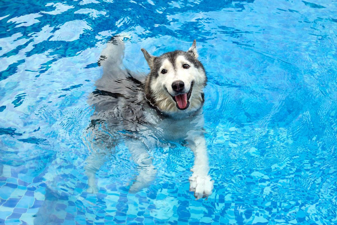 Siberian Husky dog swimming in a blue pool