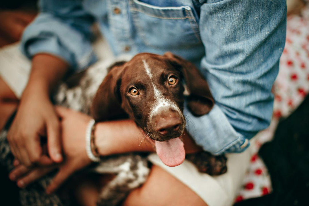 Brown and white Pointer dog laying on owner's lap looking at the camera with its tongue out.