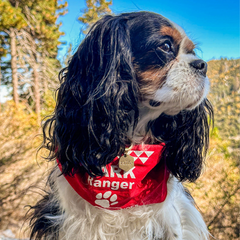 Pet photo