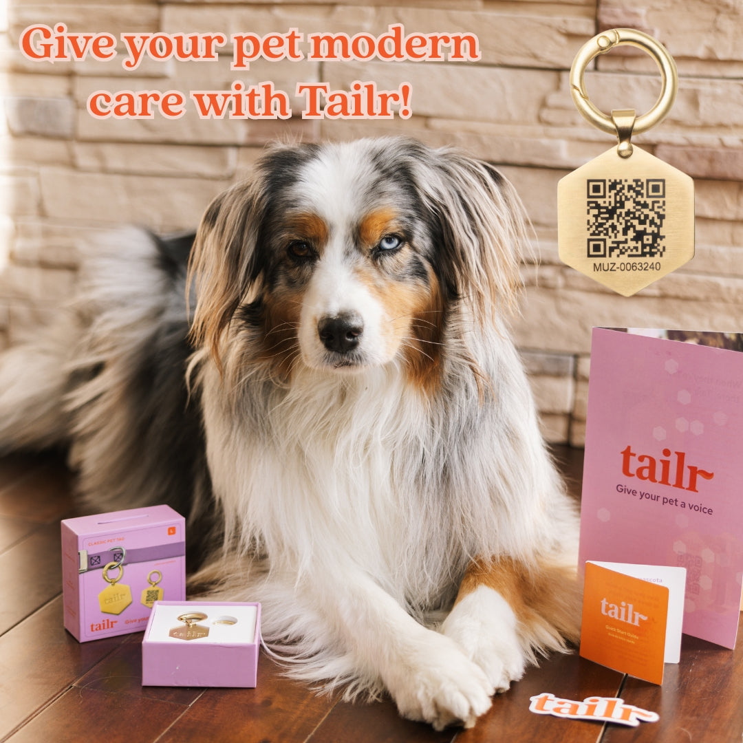Tailr Classic QR Code Pet ID Tag