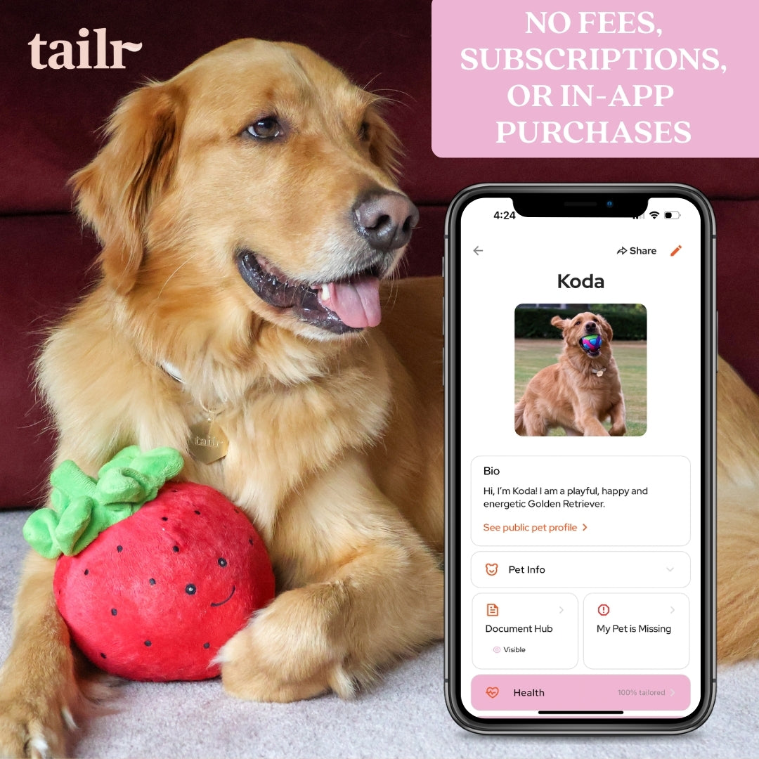Tailr Classic QR Code Pet ID Tag
