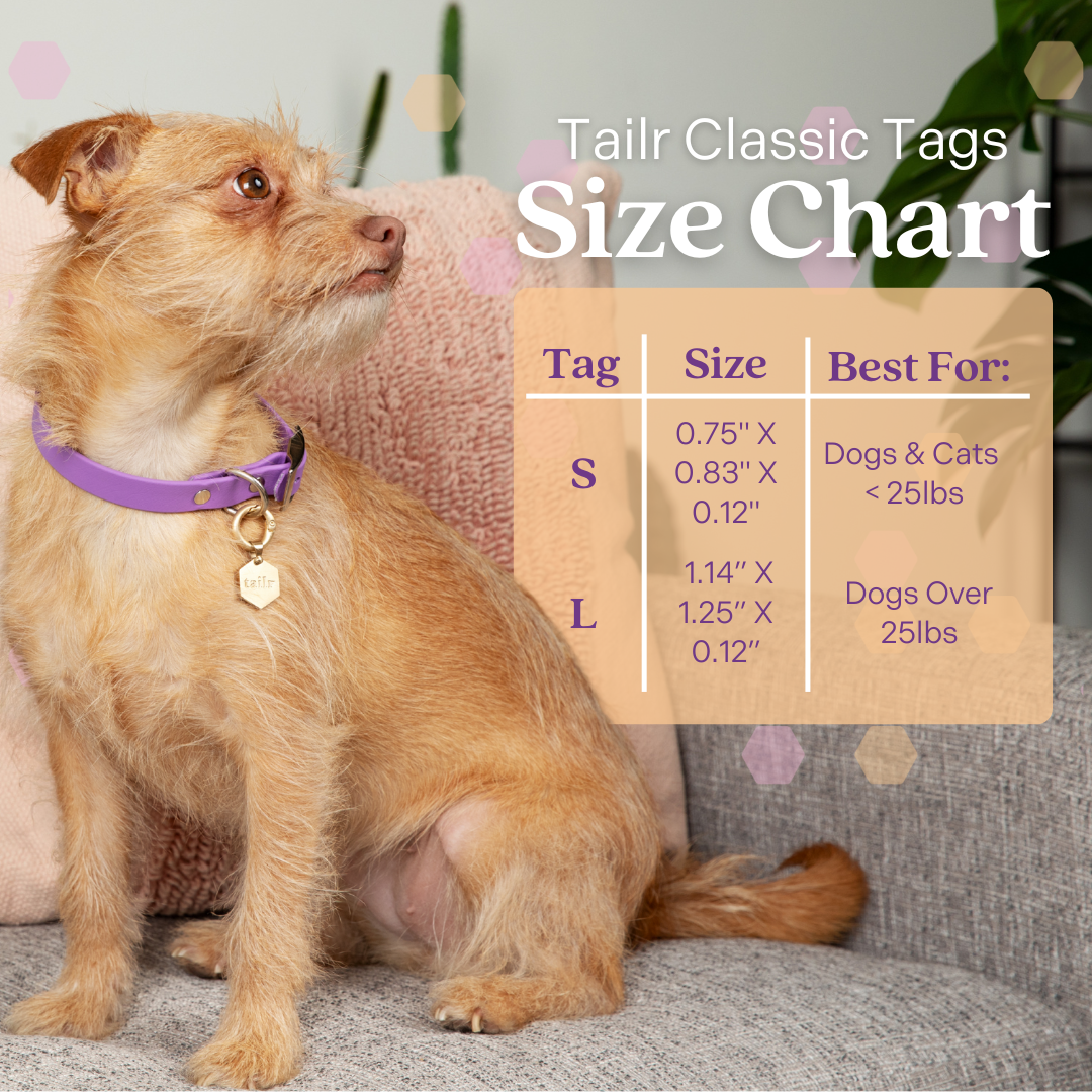 Tailr Large Classic QR Pet ID Tag