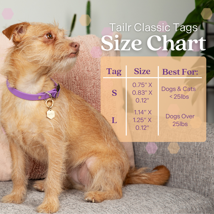 Tailr Large Classic QR Pet ID Tag
