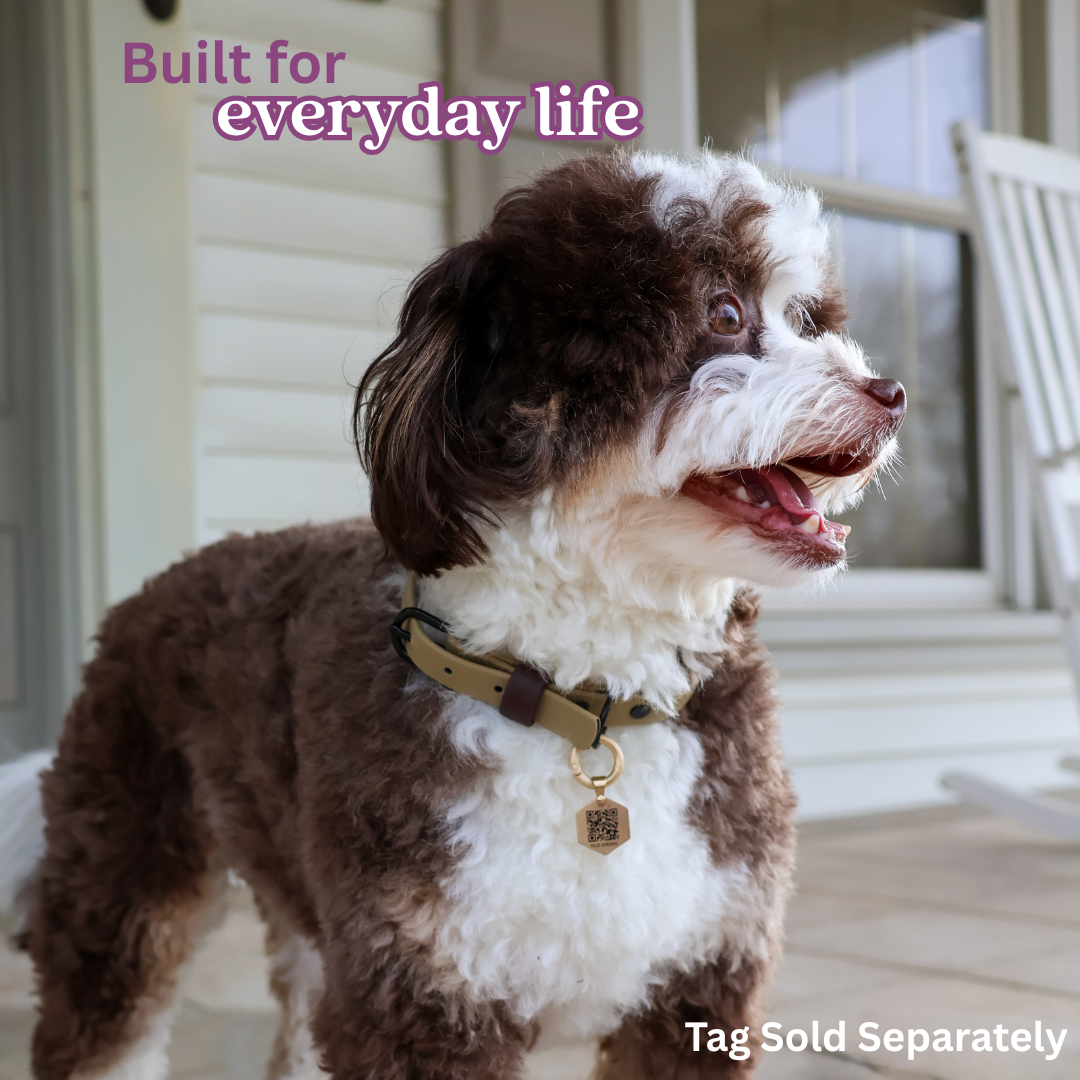 Waterproof & Odor-Resistant Multi-Color Dog Collar