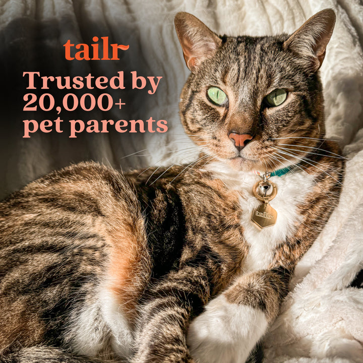 Tailr Small Classic QR Code Pet ID Tag