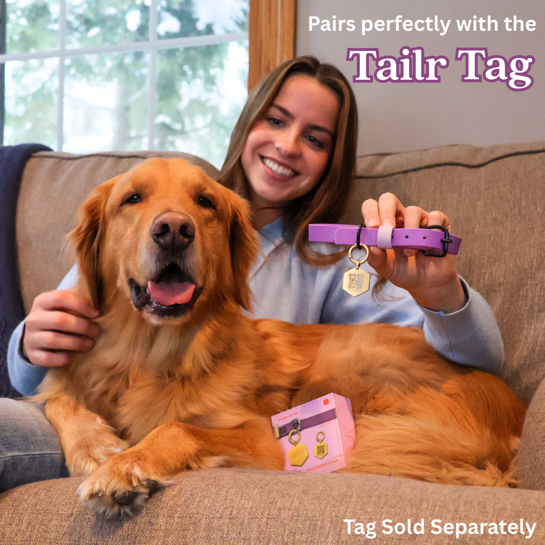 Waterproof & Odor-Resistant Multi-Color Dog Collar