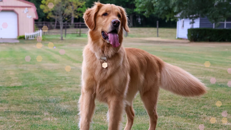 Pet wearing a Tailr tag