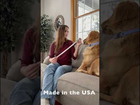 Waterproof & Odor-Resistant Multi-Color Dog Collar